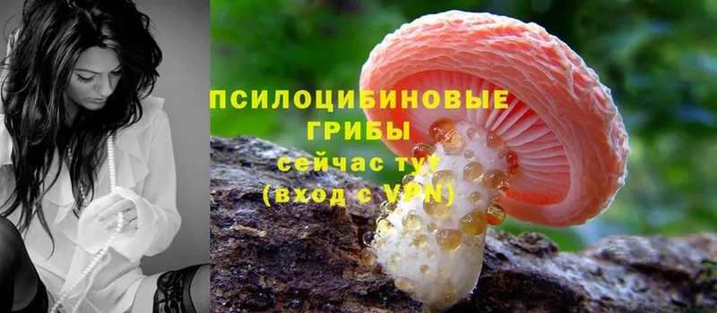 Галлюциногенные грибы Psilocybine cubensis  Бугульма 